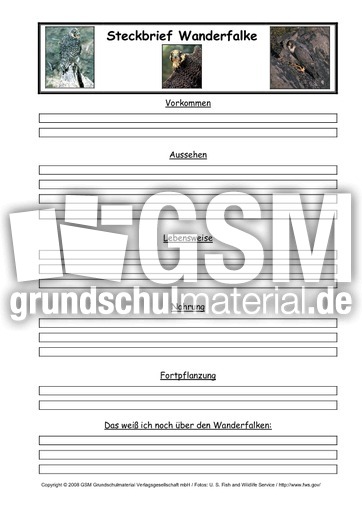 Wanderfalke-Steckbriefvorlage.pdf